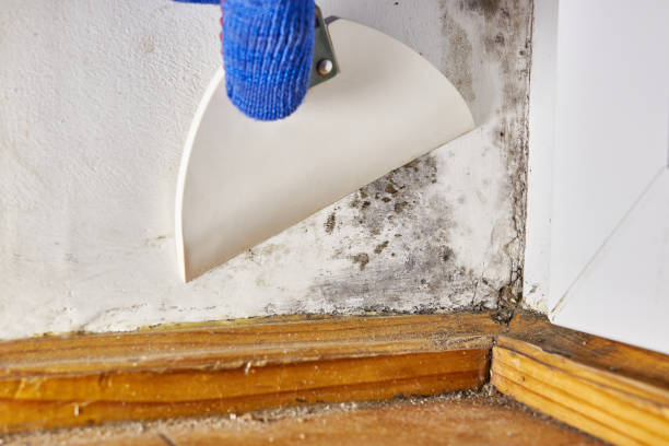 Best Basement Mold Removal  in Arden Hills, MN