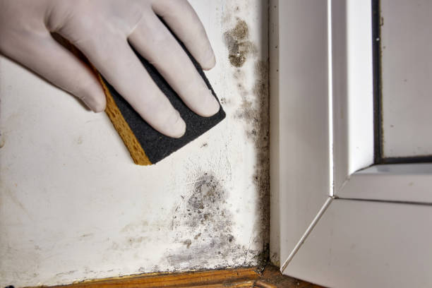 Best Mold Odor Removal Services  in Arden Hills, MN