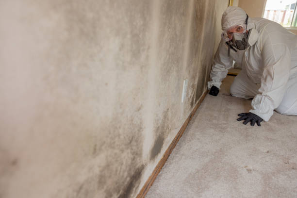 Best Emergency Mold Remediation  in Arden Hills, MN